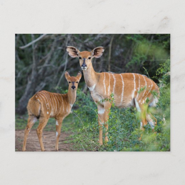 Nyala (Tragelaphus Angazii) Med Unge, Ndumo Vykort (Framsida)