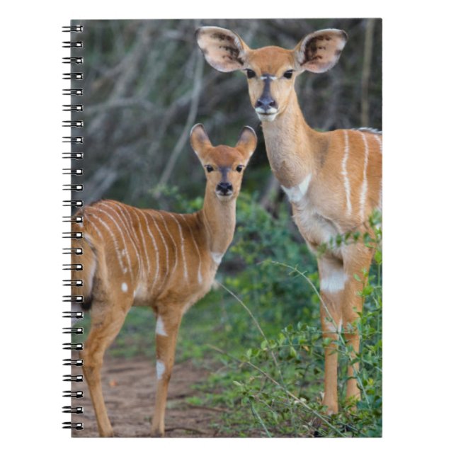 Nyala (Tragelaphus Angazii) med Young, Ndumo Anteckningsbok Med Spiral (Framsidan)