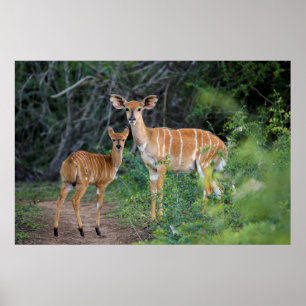 Nyala (Tragelaphus Angazii) med Young, Ndumo Poster