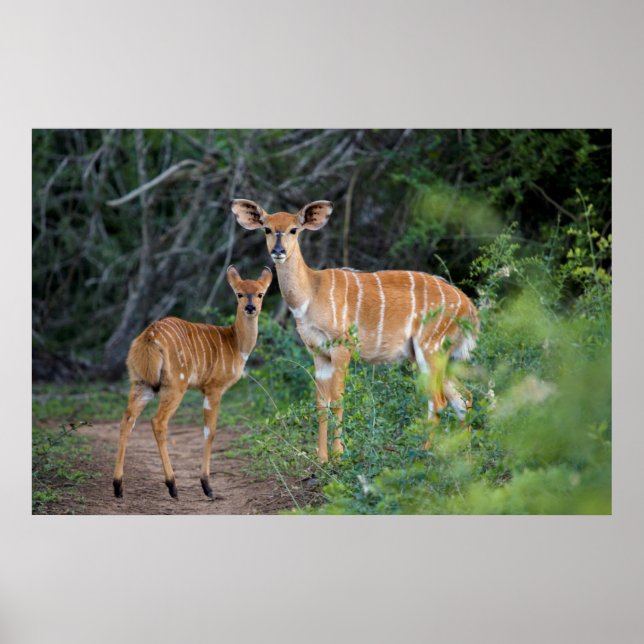 Nyala (Tragelaphus Angazii) med Young, Ndumo Poster (Framsidan)