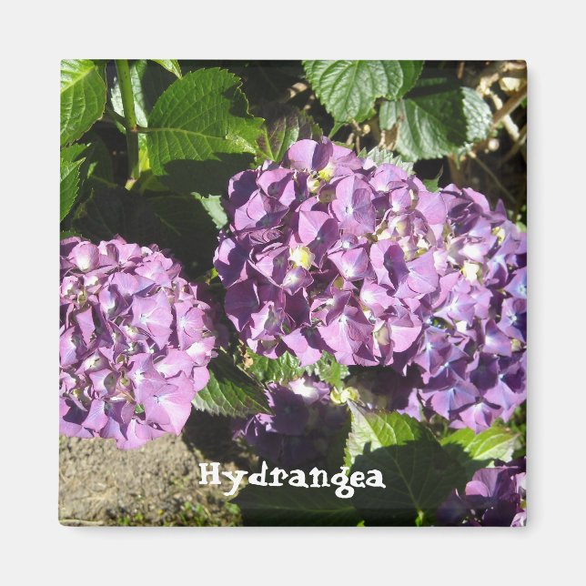 Nyanser av lila Hydrangea Magnet (Framsidan)