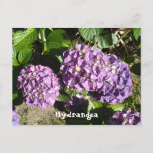 Nyanser av lila Hydrangea Vykort