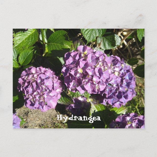 Nyanser av lila Hydrangea Vykort (Framsida)