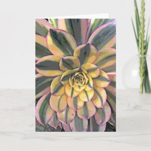 Nyanserad Aeonium Kort