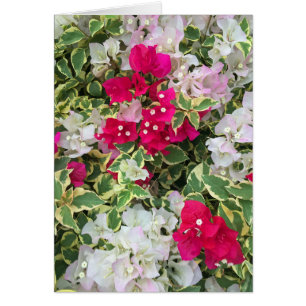 Nyanserad Bougainvillea Hälsningskort