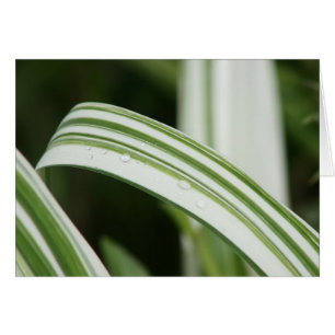 Nyanserad Kwanzo Daylily Hälsningskort