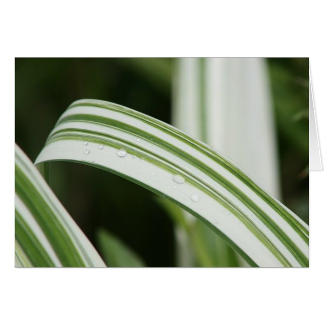 Nyanserad Kwanzo Daylily Hälsningskort (Framsidan Horizontal)