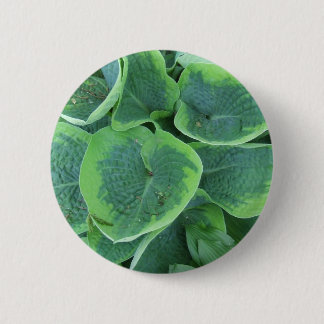 Nyanserade gröntlöv för Hosta lätt - grön mörk - Knapp
