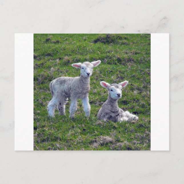 Nyazeeländska Lambs Vykort (Framsida)