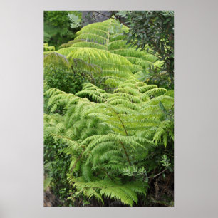 Nyazeeländskt FernPonga träd Poster