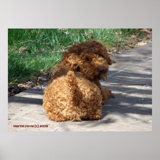 Nybörjare titta aldrig bakåt poster (Framsidan)