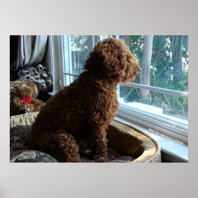 Nybörjare väntar i fönstret poster (Framsidan)