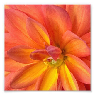 NYC blommor Fototryck