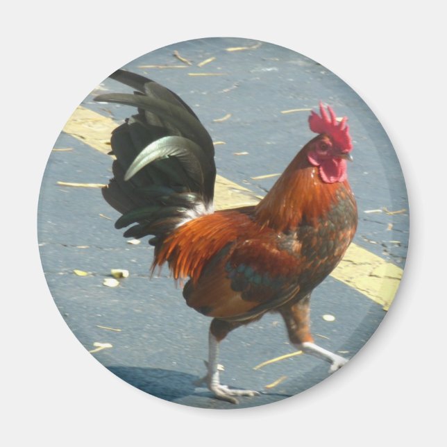 Nyckel Väster Chicken Magnet (Framsidan)