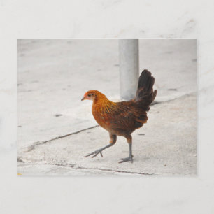 Nyckel Väster Chicken på Sidewalda Florida-vykort Vykort