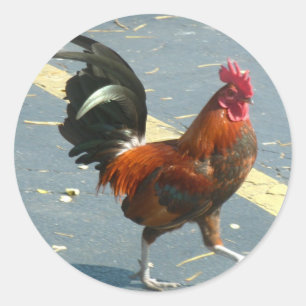 Nyckel Väster Chicken Runt Klistermärke