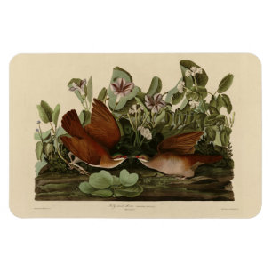 Nyckel-väster Dove, Quail-Dove Audubon Birds of Am Magnet