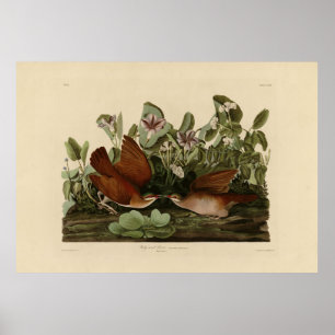 Nyckel-väster Dove, Quail-Dove Audubon Birds of Am Poster