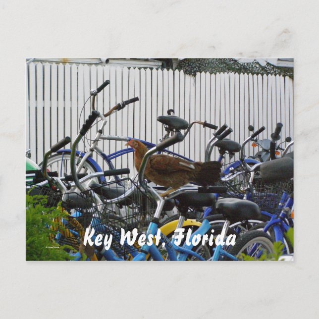 Nyckel Väster, Florida Vykort (Framsida)