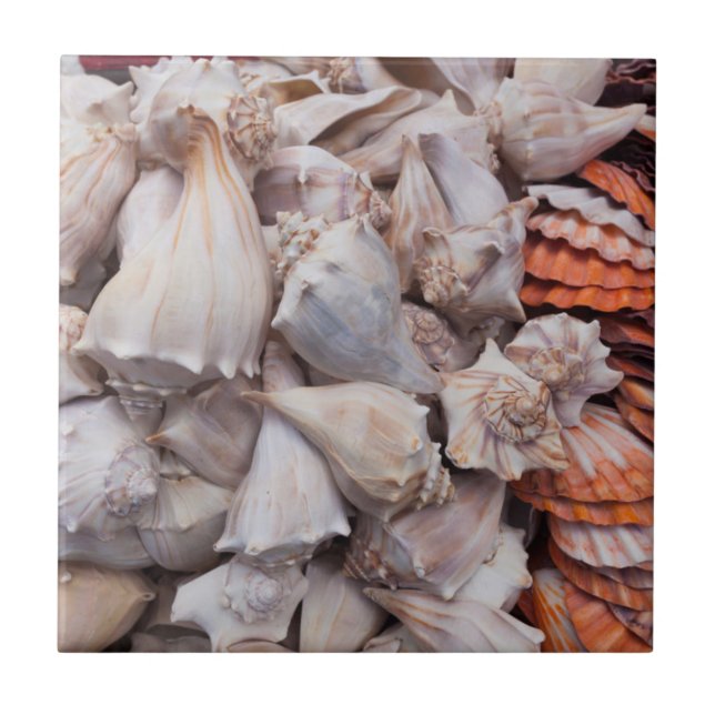 Nyckel, Väster, sjöceller Kakelplatta (Framsidan)