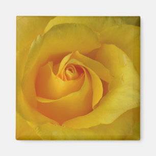 Nyckeldekan för gul ros-blommor magnet