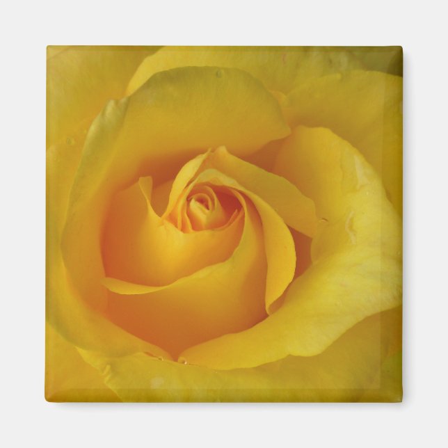 Nyckeldekan för gul ros-blommor magnet (Framsidan)