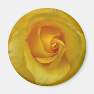 Nyckeldekan för gul ros-blommor magnet