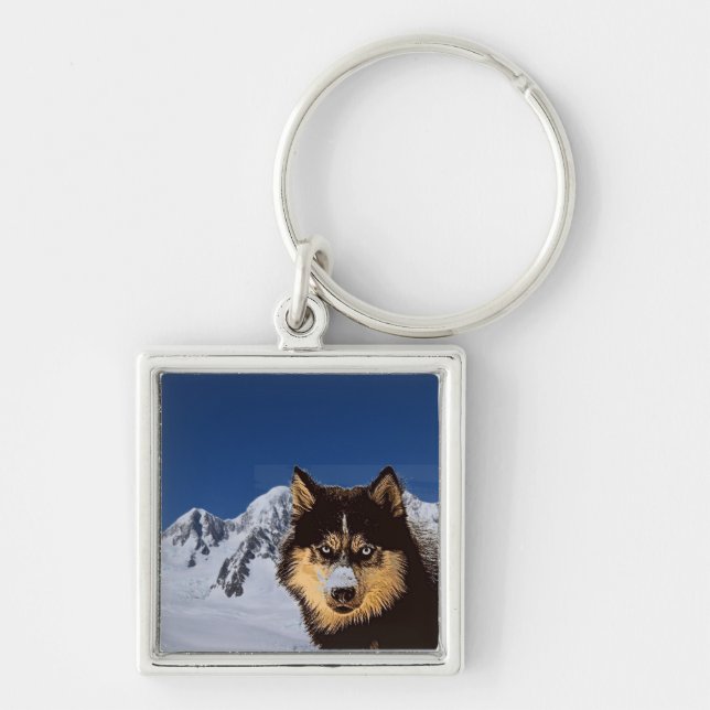 Nyckelkedjan siberian husky fyrkantig silverfärgad nyckelring (Framsidan)