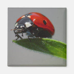 nyckelpiga magnet