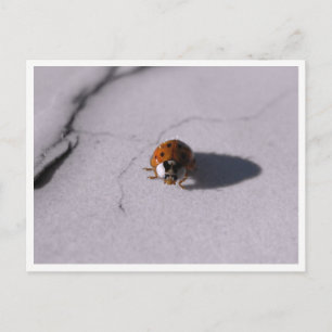 Nyckelpiga Makrofotografering av vilda djur Vykort