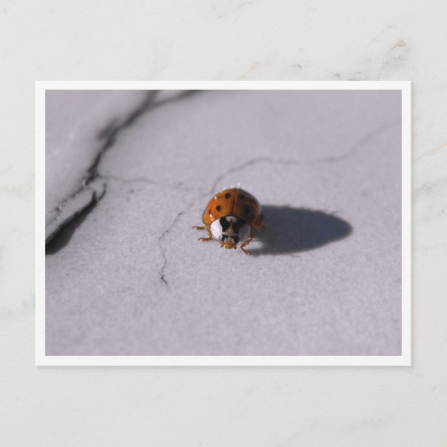 Nyckelpiga Makrofotografering av vilda djur Vykort (Framsida)