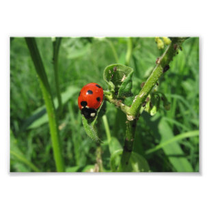 Nyckelpiga och Aphids Fototryck