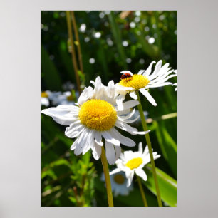 Nyckelpiga och daisy poster