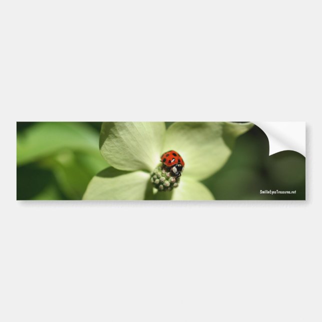 Nyckelpiga på bildekal för Dogwoodnaturfoto (Framsidan)