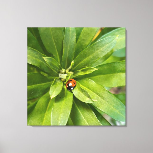 Nyckelpiga på blommor canvastryck (Framsida)