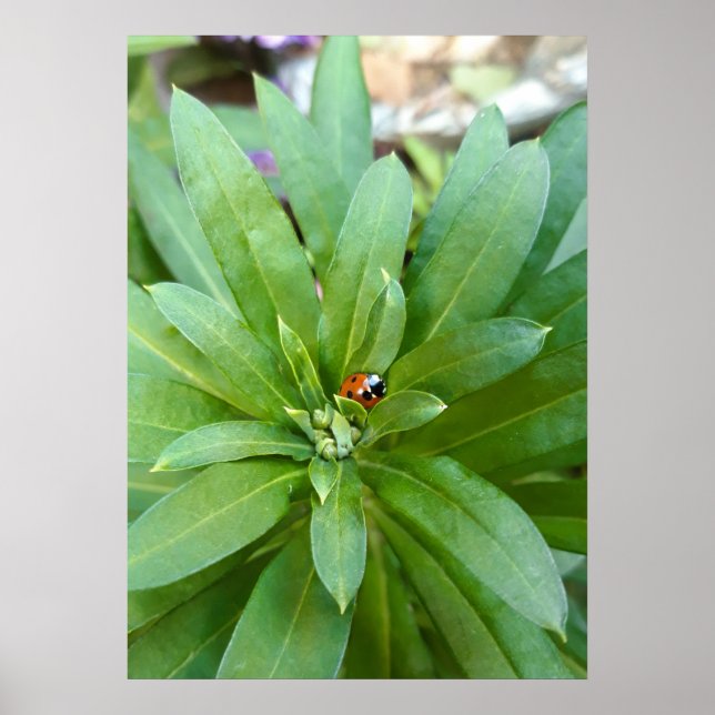 Nyckelpiga på blommor poster (Framsidan)