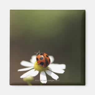 Nyckelpiga på Chamomileblomma Magnet