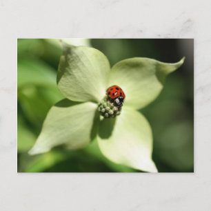 Nyckelpiga På Cornelblomma Natur Korthälsa Vykort
