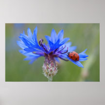 Nyckelpiga på en blå kornblomma