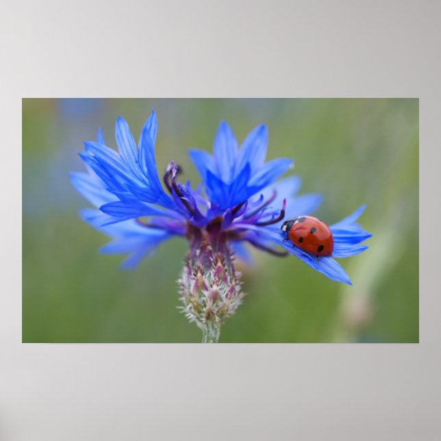 Nyckelpiga på en blå kornblomma poster (Framsidan)