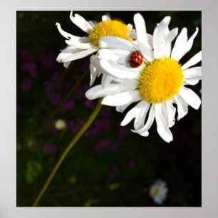Nyckelpiga på en daisy poster