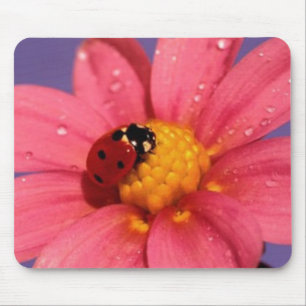 Nyckelpiga på en rosa daisy musmatta