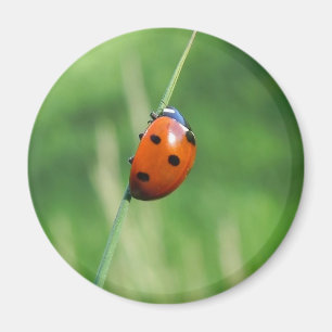 Nyckelpiga på ett grässtrå Magnet
