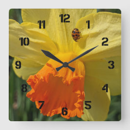 Nyckelpiga på gul narciss blom- blomma stor klocka