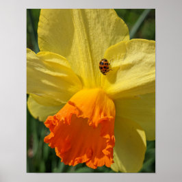 Nyckelpiga på gul narciss Blomma Poster