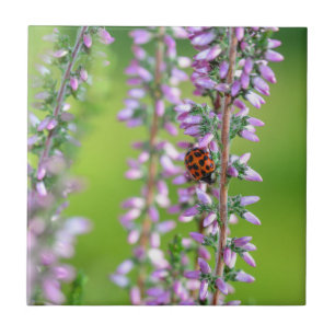 Nyckelpiga på lila blommor kakelplatta
