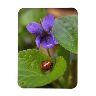 Nyckelpiga på luktviolblommor magnet