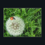 Nyckelpiga på maskrosen vykort<br><div class="desc">Ett foto som jag tog av en nyckelpiga som går över en maskros som växer i gården.</div>