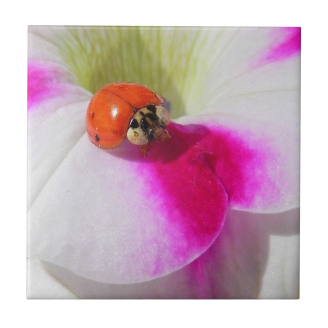 Nyckelpiga på petunia - Kakel (Framsidan)