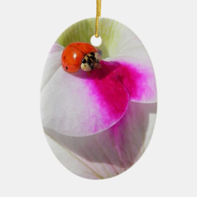 Nyckelpiga på petunia - ornament (Framsidan)